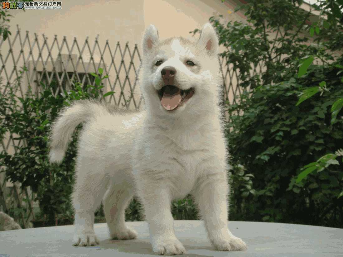 如何挑选哈士奇幼犬(哈士奇狗狗怎么样)