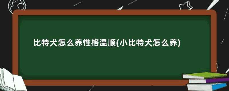 比特犬怎么养性格温顺(小比特犬怎么养)