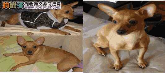 小鹿犬怎么选(小鹿犬什么品相最好)