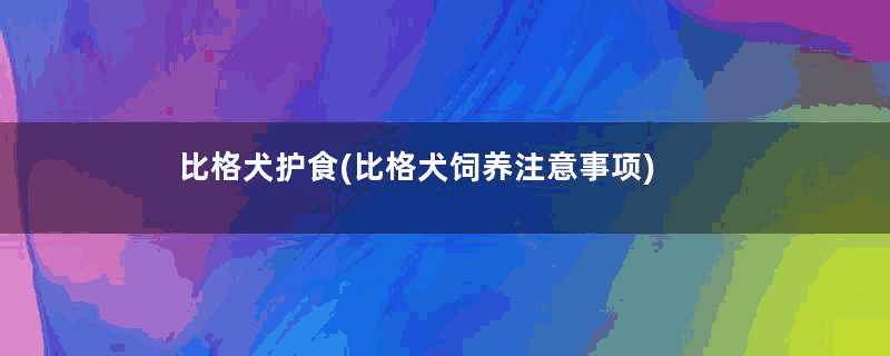 比格犬护食(比格犬饲养注意事项)