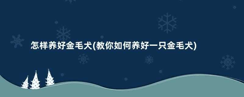 怎样养好金毛犬(教你如何养好一只金毛犬)