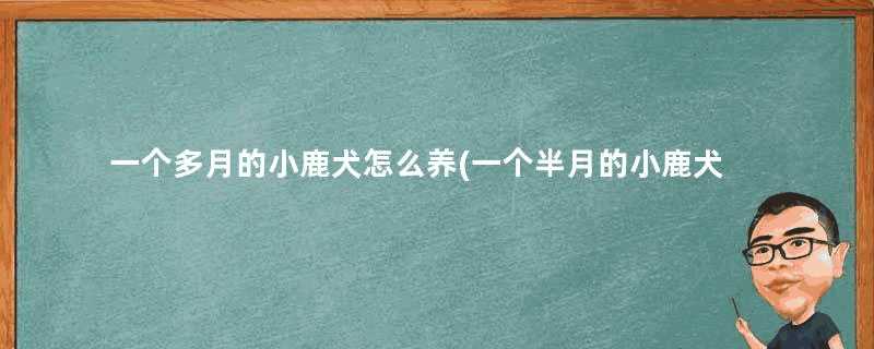 一个多月的小鹿犬怎么养(一个半月的小鹿犬怎么养)