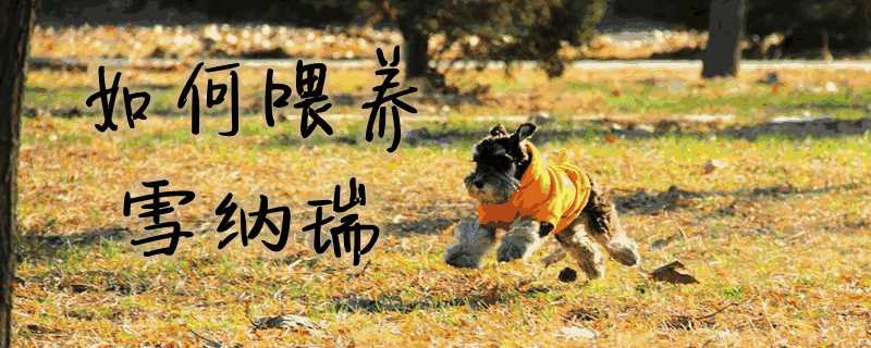 如何喂养雪纳瑞幼犬(雪纳瑞怎么喂养)