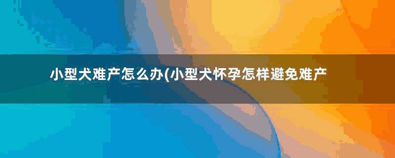 小型犬难产怎么办(小型犬怀孕怎样避免难产)