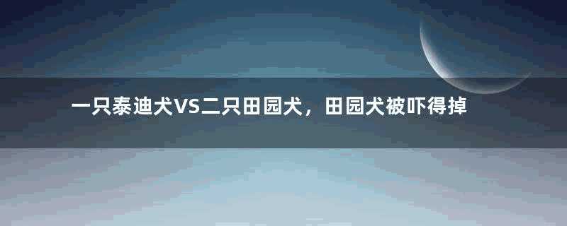 一只泰迪犬VS二只田园犬，田园犬被吓得掉进臭水沟