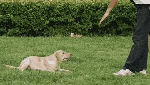 如何挑选拉布拉多犬只需7步骤!(怎么挑选拉布拉多犬幼犬)