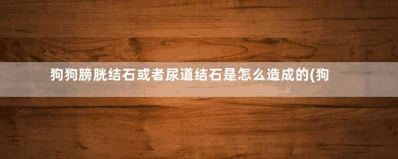 狗狗膀胱结石或者尿道结石是怎么造成的(狗狗怎么会得膀胱结石的)