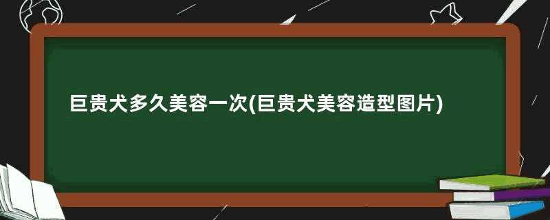 巨贵犬多久美容一次(巨贵犬美容造型图片)