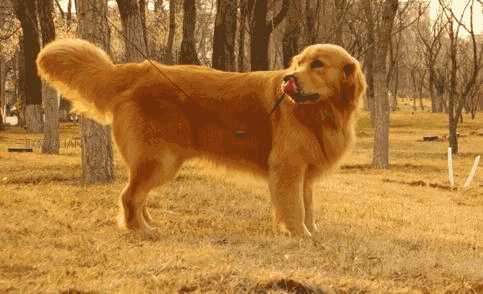 金毛犬怎么养跟训练(怎样喂养金毛犬才是最健康的)