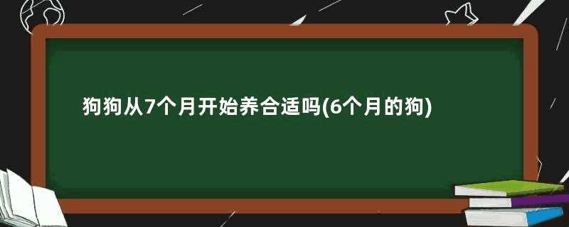 狗狗从7个月开始养合适吗(6个月的狗)