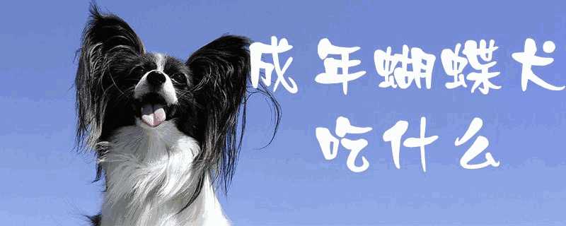 蝴蝶犬吃啥(蝴蝶犬不能吃什么)