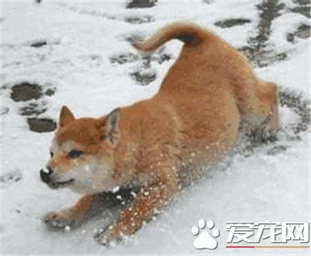 柴犬很会掉毛吗(柴犬掉毛厉害吗柴犬的掉毛程度)