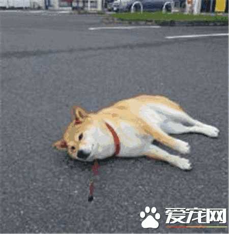 柴犬很会掉毛吗(柴犬掉毛厉害吗柴犬的掉毛程度)