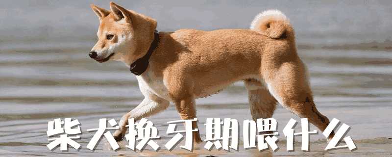 柴犬换牙期吃什么(柴犬什么时候换牙齿)