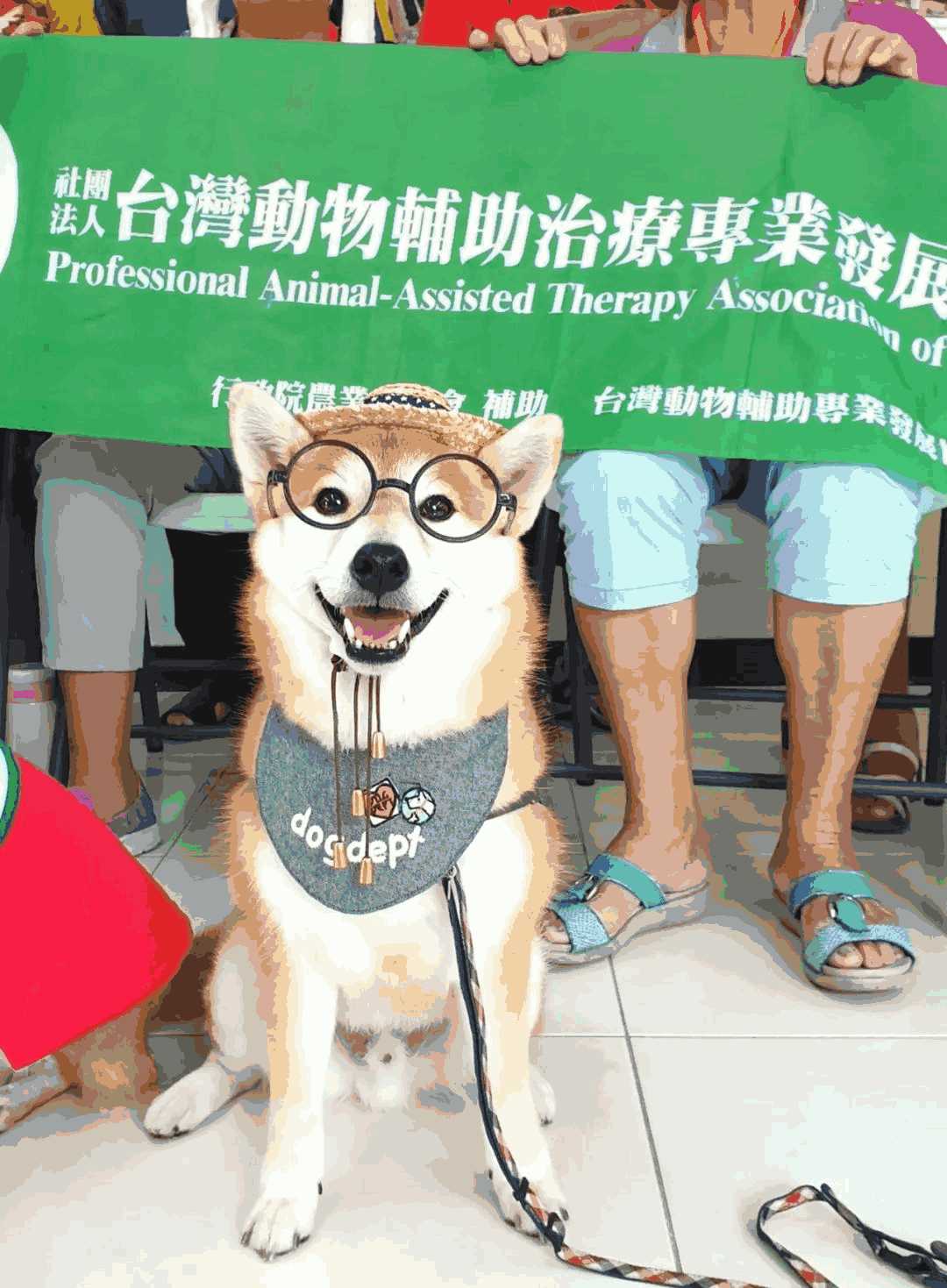 柴犬逢考必过(柴犬默默考)