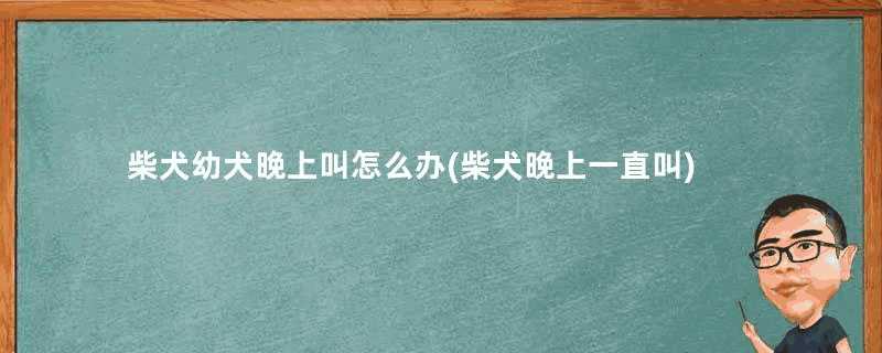 柴犬幼犬晚上叫怎么办(柴犬晚上一直叫)