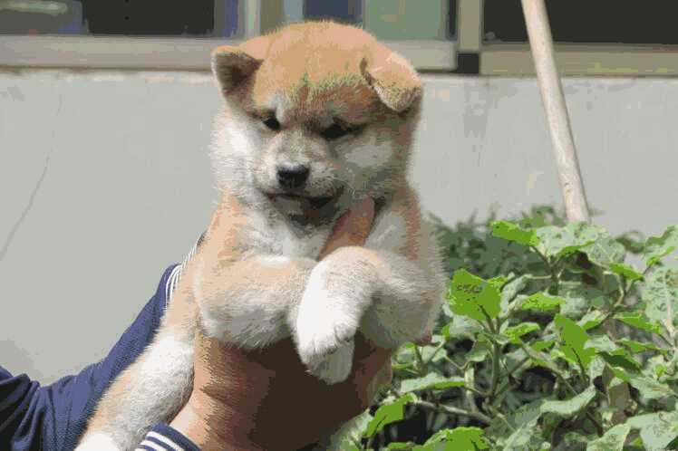 柴犬怎样看好不好纯不纯(柴犬怎么看纯不纯,纯种柴犬有哪些标准)