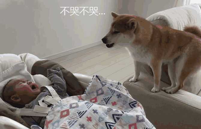 这柴犬宝宝真是要了命了,太可爱!(柴犬照顾小宝宝)