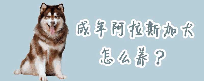 成年阿拉斯加犬怎么喂养(阿拉斯加成年犬能不能养)