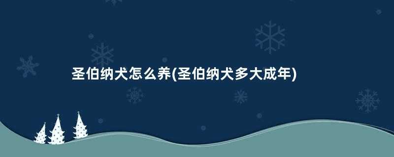 圣伯纳犬怎么养(圣伯纳犬多大成年)