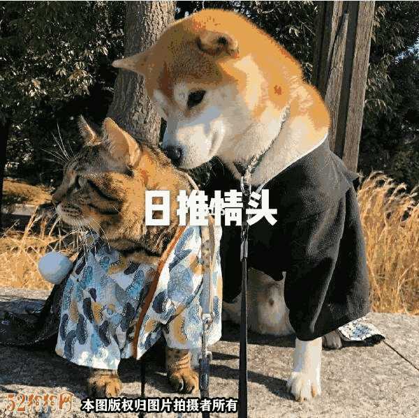 柴犬情头一左一右 可爱(柴犬情侣头像一左一右 (第1页))