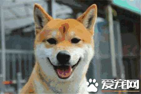 柴犬和金毛哪个好养(金毛好养吗,柴犬优缺点分析)