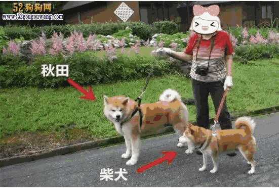 秋田犬与柴犬的特点及区别(柴犬还是秋田犬好)