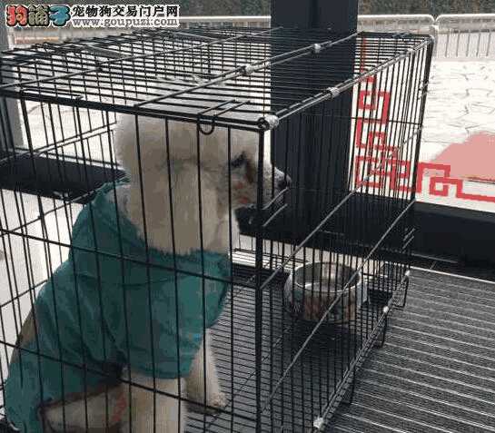 成都捕狗大队(成都搜救犬中队)