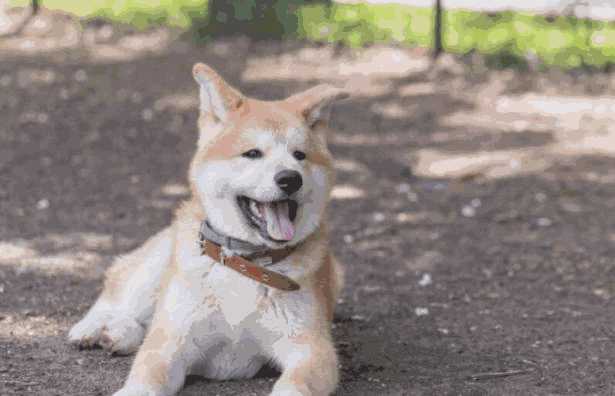 柴犬被捏脸(柴犬嫌弃主人)