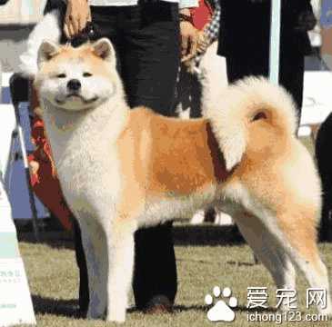 柴犬尾巴粗好还是细好(柴犬什么尾巴好)