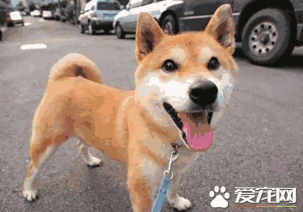 柴犬为什么会有长毛(柴犬掉毛厉害吗柴犬的掉毛程度)