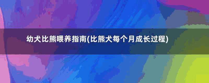 幼犬比熊喂养指南(比熊犬每个月成长过程)