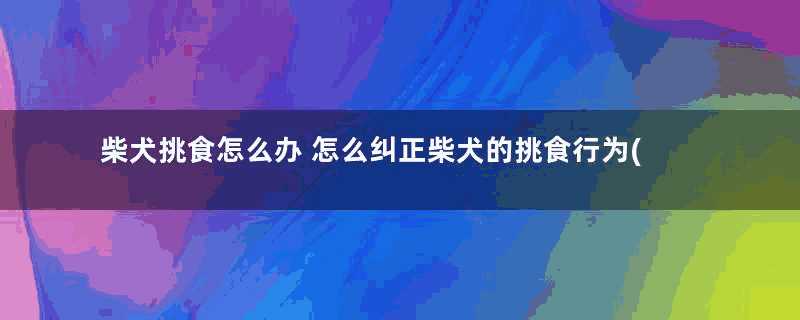 柴犬挑食怎么办 怎么纠正柴犬的挑食行为(柴犬太挑食怎么办)