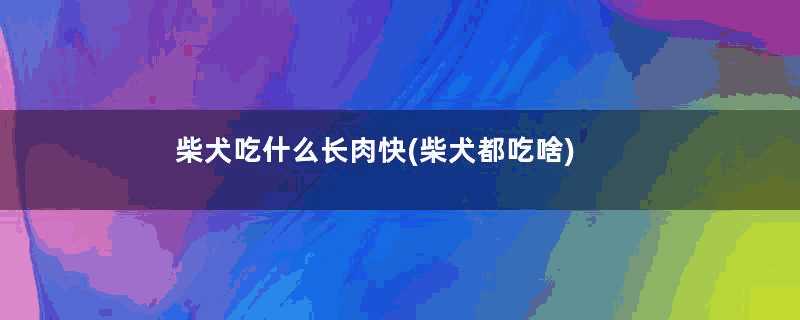 柴犬吃什么长肉快(柴犬都吃啥)