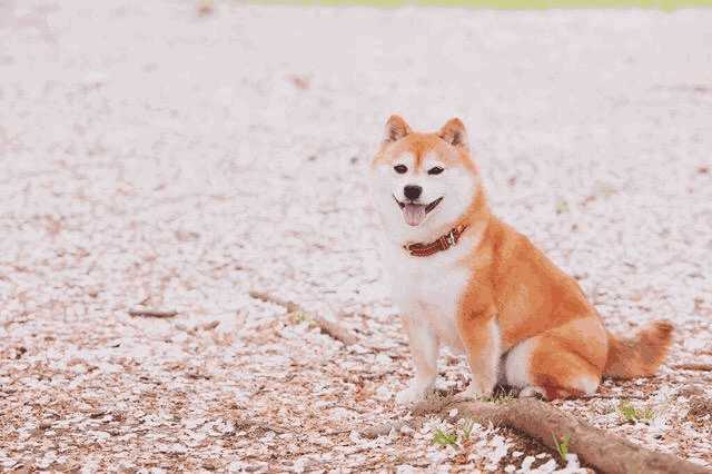 一般的柴犬多少钱(柴犬多少钱一只)