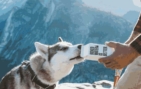 茶杯犬小俊介好养吗(俊介犬是不是茶杯犬)