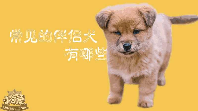 哪些犬属于伴侣犬(伴侣犬有哪些品种)