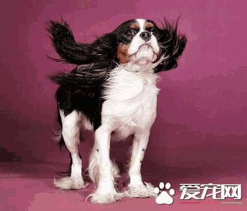 查理士王小猎犬的优缺点(查理王小猎犬性格优缺点)