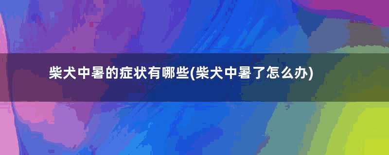 柴犬中暑的症状有哪些(柴犬中暑了怎么办)