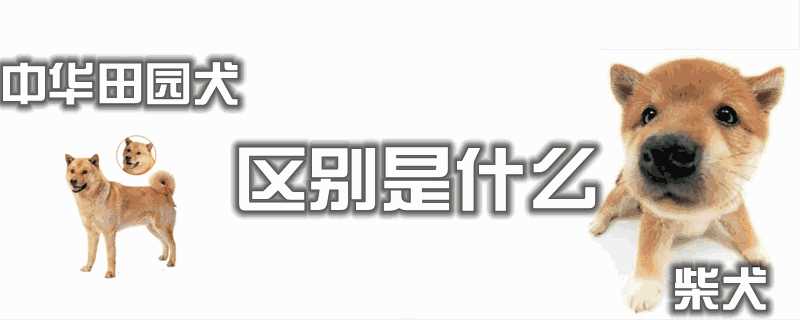 柴犬跟中华田园犬是不是一个种类(柴犬和中华田园犬一样吗)