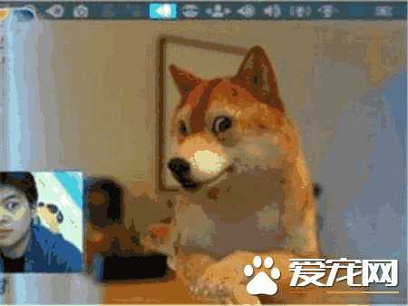 柴犬会吠叫吗(柴犬喜欢叫唤吗)