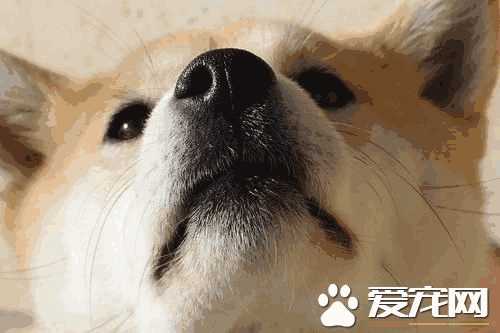 柴犬和土狗一样吗(如何辨别柴犬和土狗)