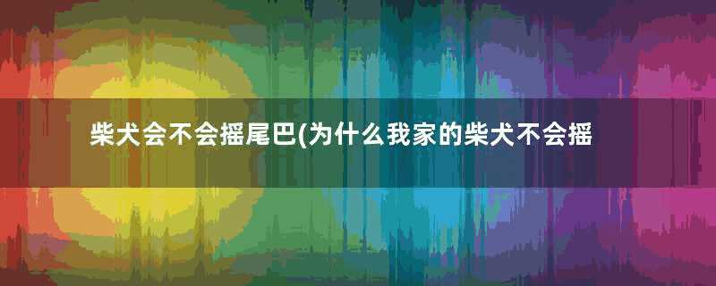 柴犬会不会摇尾巴(为什么我家的柴犬不会摇尾巴)