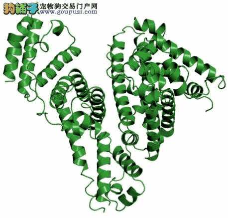 成功研发人造狗血 预计5年后上市