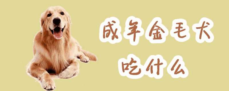 成年金毛犬吃什么食物(成年金毛犬吃什么食物最好)