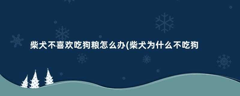 柴犬不喜欢吃狗粮怎么办(柴犬为什么不吃狗粮)