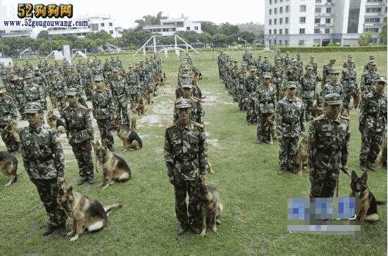 昆明军犬图片(昆明犬军犬图片)