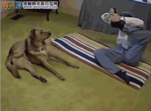 成都忠犬八公(成都爱犬之家)