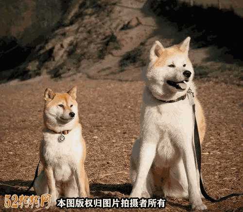 柴犬和秋田犬的区别在哪里(柴犬与秋田犬的区别在哪里)