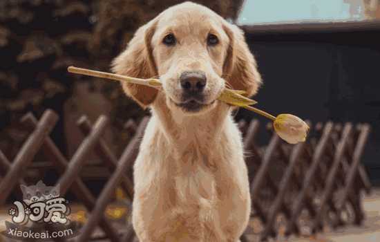 最好的伴侣犬是什么犬(伴侣犬有哪些品种)